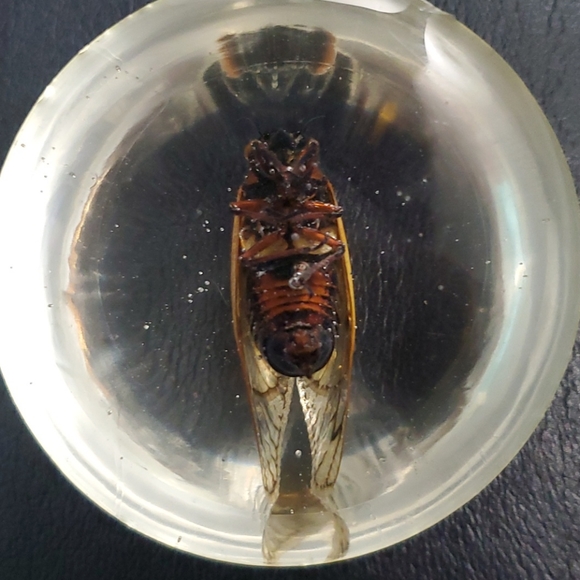 Cicada paperweight - Picture 5 of 5